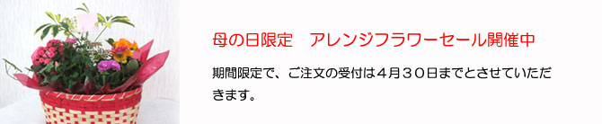 母の日特別セール